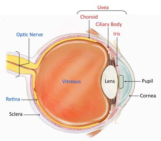 Depiction of the eyeball with all of the layers and main structures labeled.