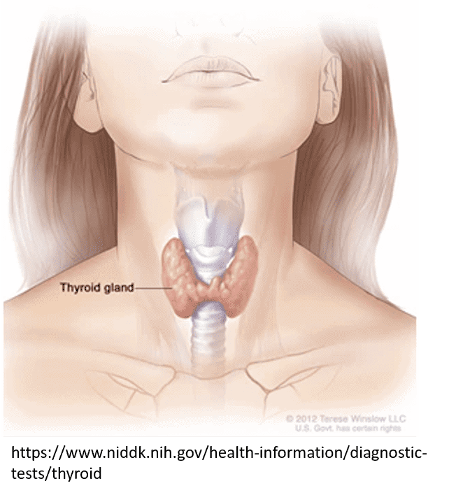 Woman's neck with thyroid gland labeled