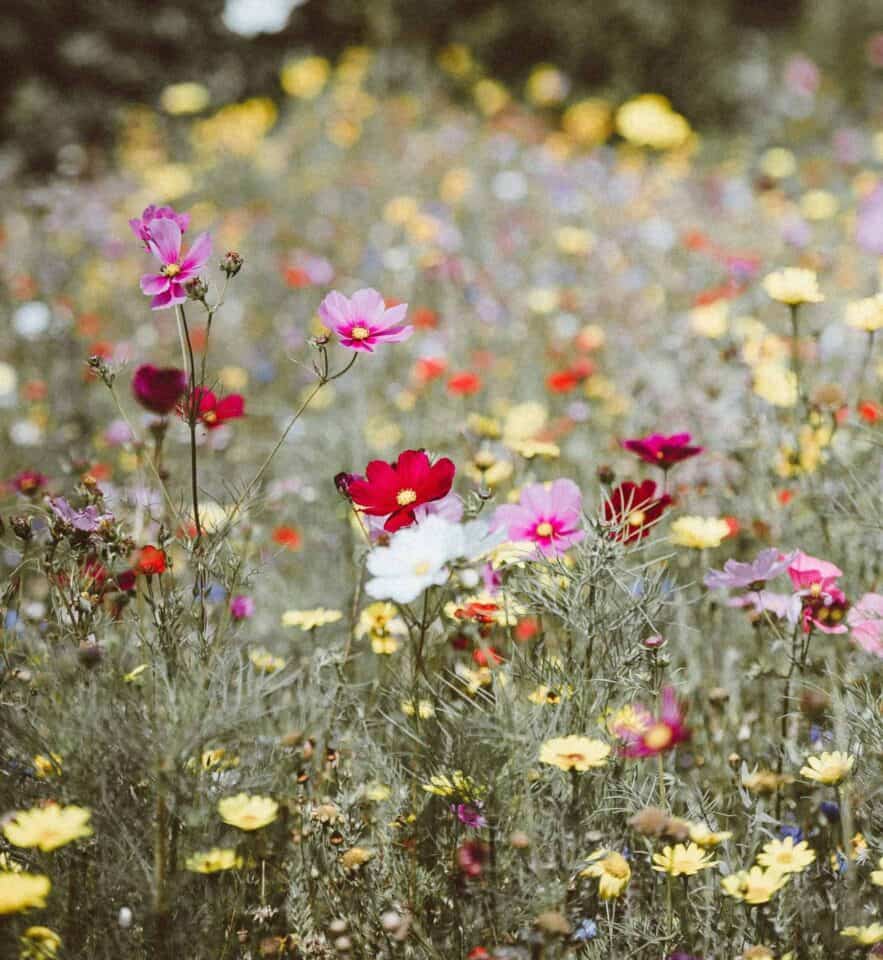 Field of brightly colored wild flowers