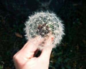 Hand holding a dried dandelion