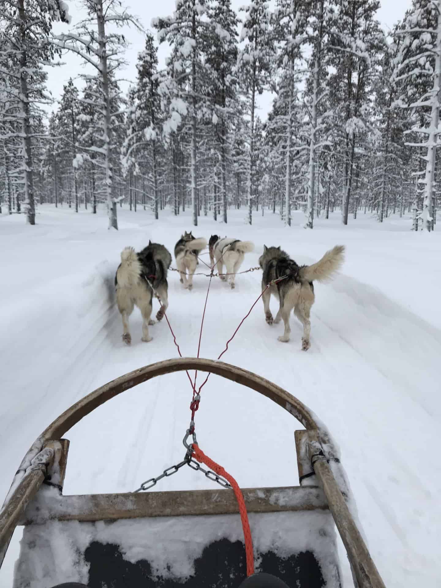 Dogs pulling sled in snow