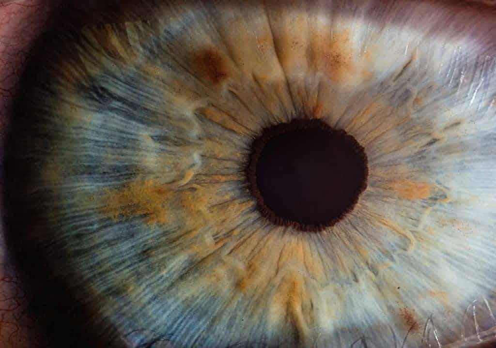 Colorful Facts About The Iris
