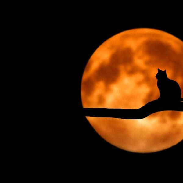Shadow of a cat in front of an orange moon