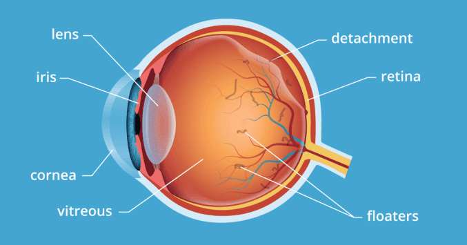 Anatomically labeled eyeball on a blue background
